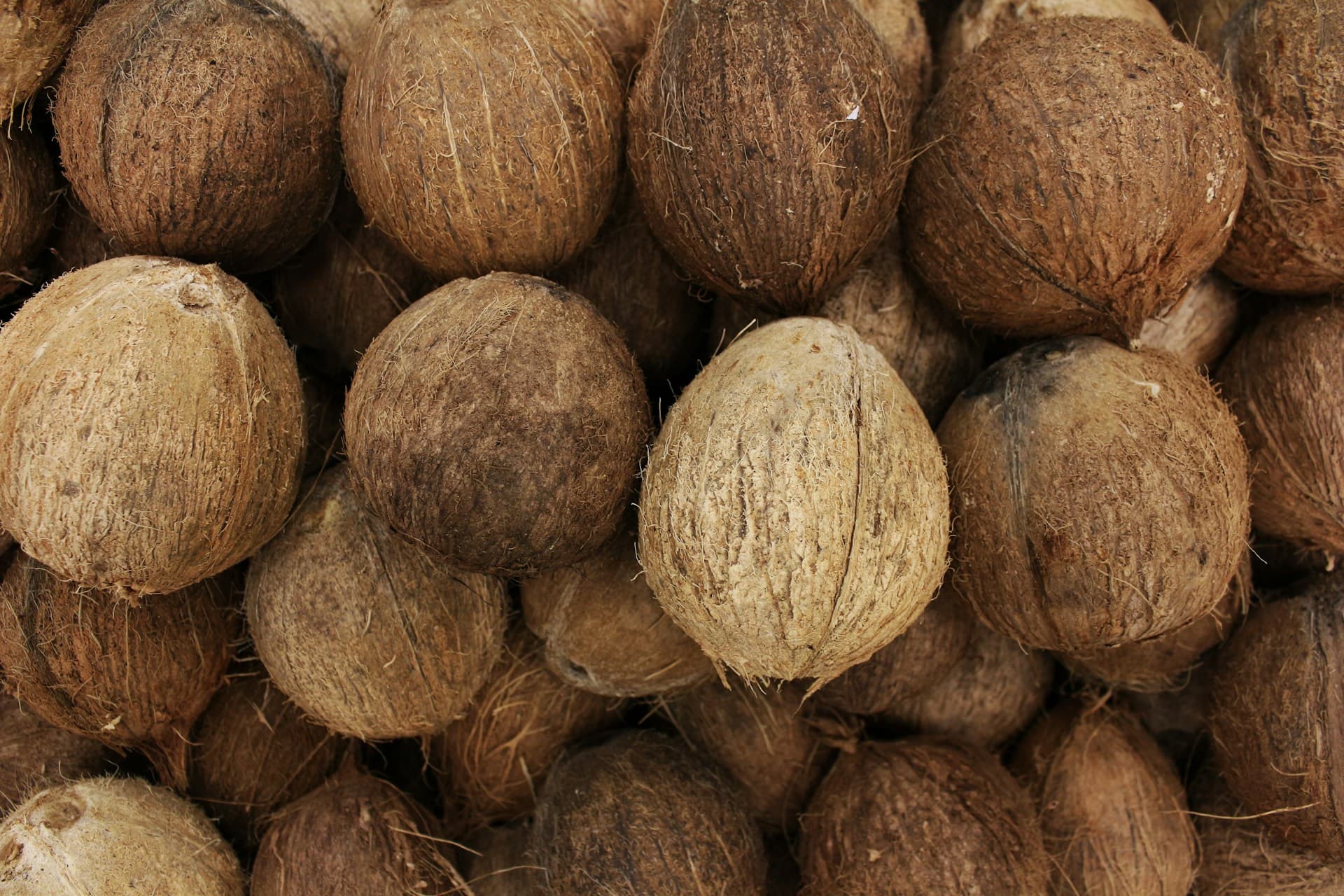Indian coconuts supplied by Harmain Import and Export