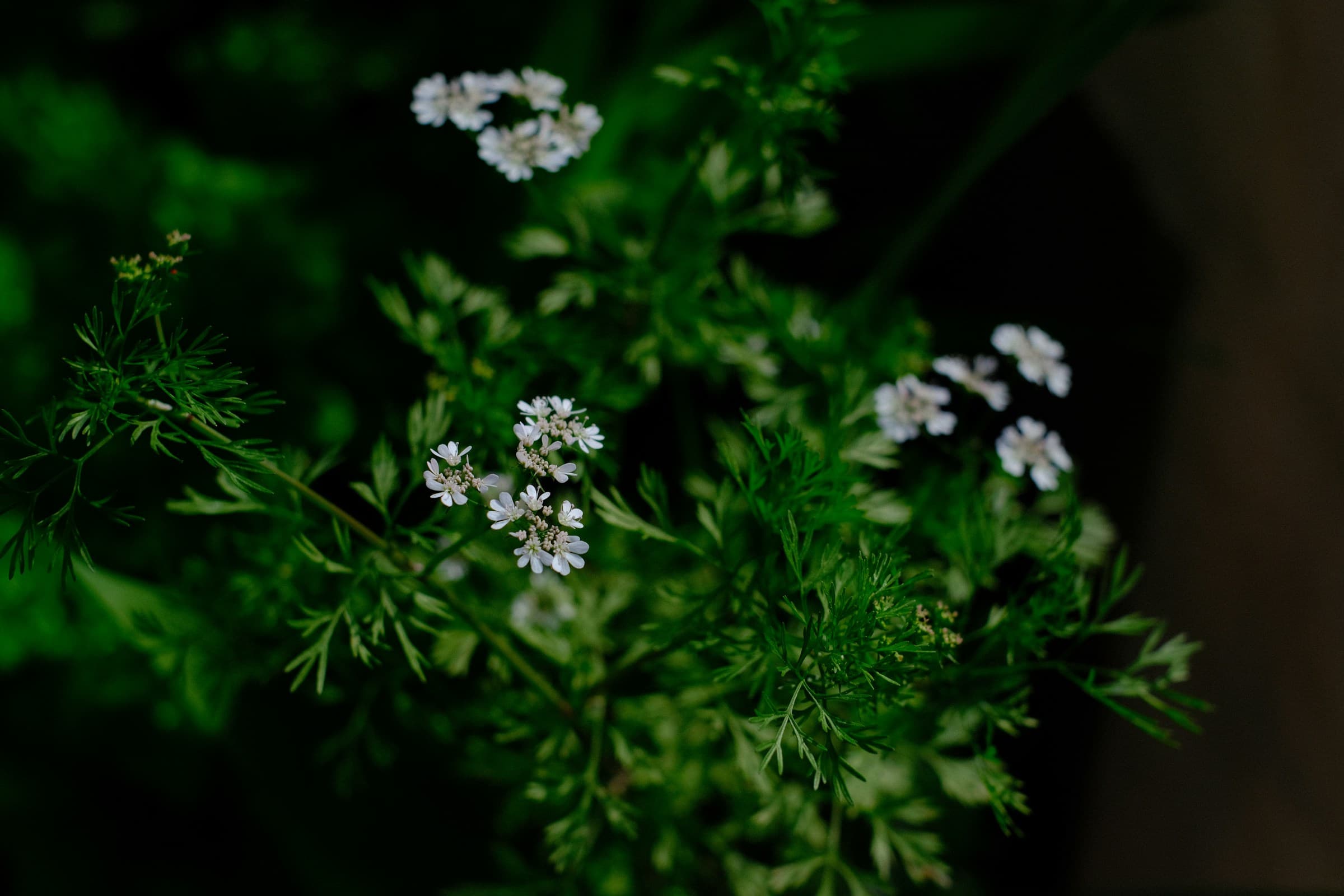 Herbs