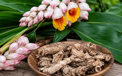 Alpinia