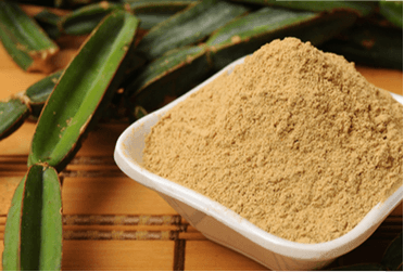 Cissus