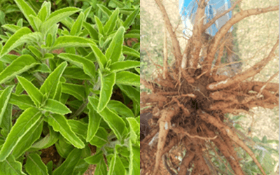 Coleus Cultivation