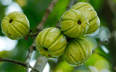Garcinia Cambogia
